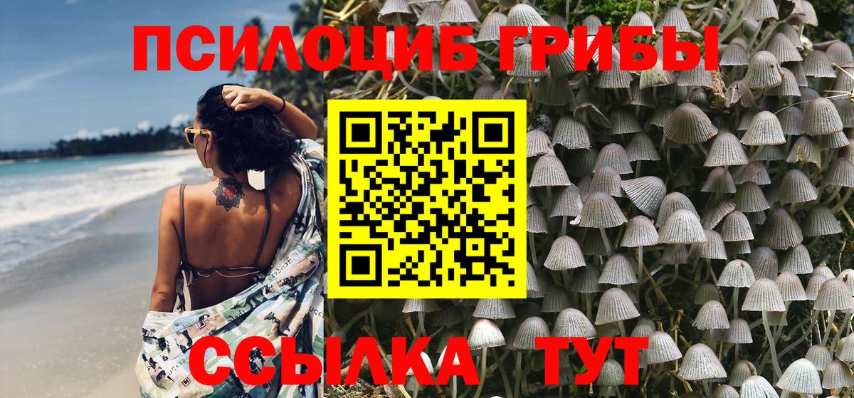 закладки  Вход с VPN  Тулун  Галлюциногенные грибы Psilocybe 